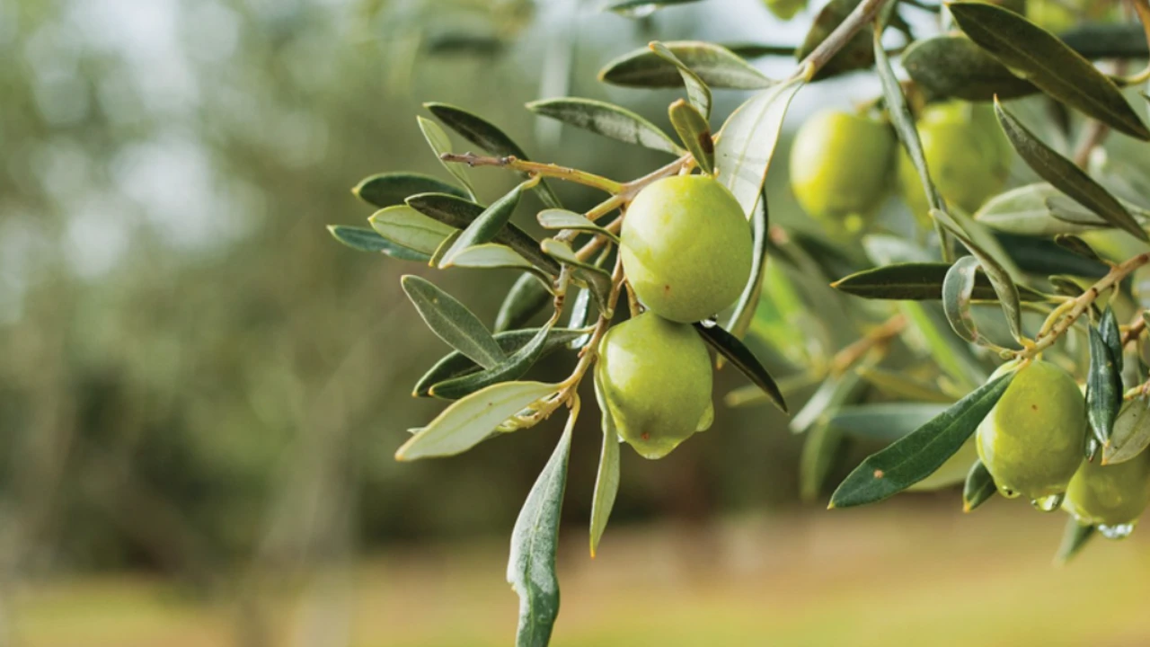 Menderes ve Seferihisar’da zeytinlikler vitrinde: 93 milyonluk satış