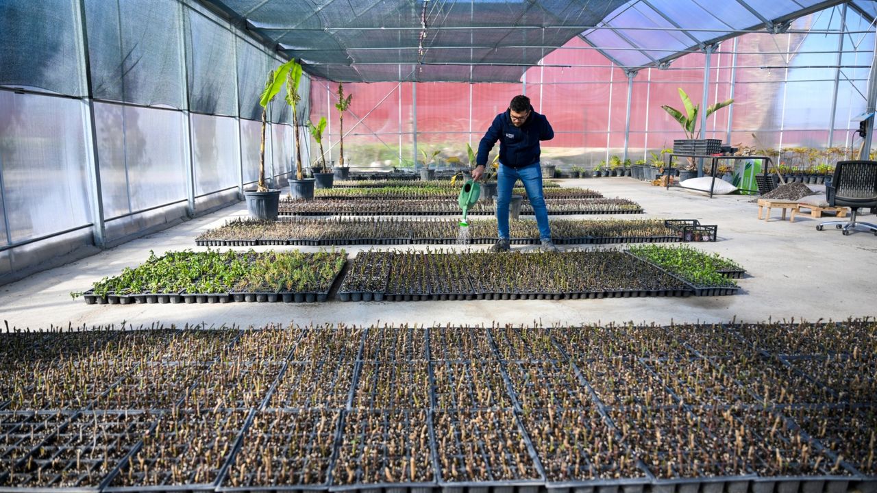 Bornova Belediyesi, ilçeyi daha yeşil hale getiriyor: Pınarbaşı’ndaki fidanlık modernize edildi